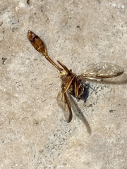 Salpingogaster punctifrons