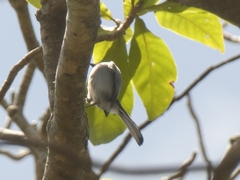 Polioptila dumicola