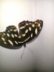 Catonephele acontius