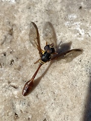 Salpingogaster punctifrons