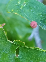 Acraspis quercushirta