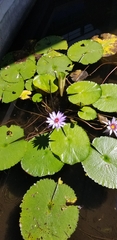 Nymphaea elegans