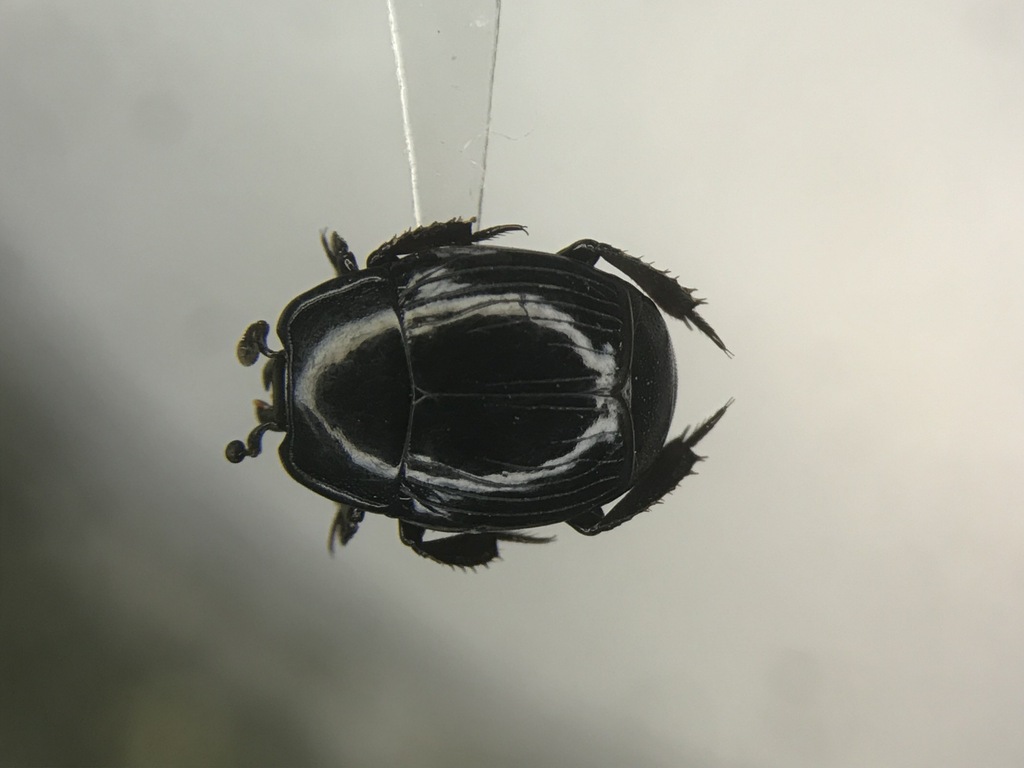 Margarinotus marginicollis