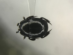 Margarinotus marginicollis