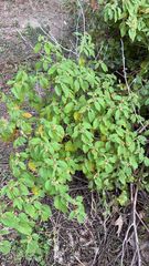 Croton monanthogynus