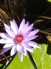 Nymphaea elegans