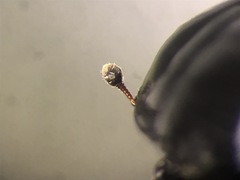 Margarinotus marginicollis