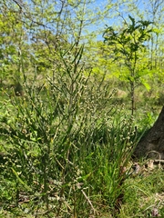 Baccharis articulata