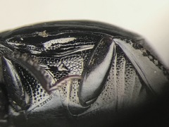 Margarinotus marginicollis