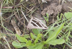 Grammodes bifasciata