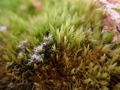 Dicranum howellii