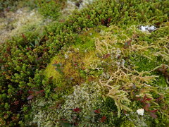 Dicranum howellii