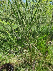 Baccharis articulata