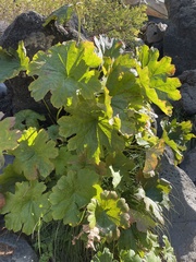 Darmera peltata