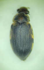 Berosus hoplites
