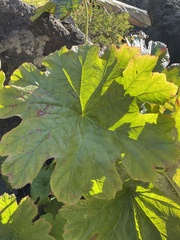 Darmera peltata