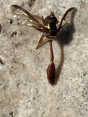 Salpingogaster punctifrons