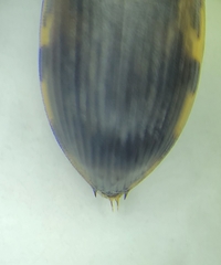 Berosus hoplites