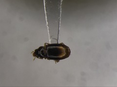 Mioptachys flavicauda