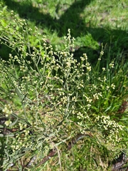 Baccharis articulata