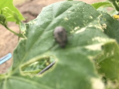 Bothrotes canaliculatus