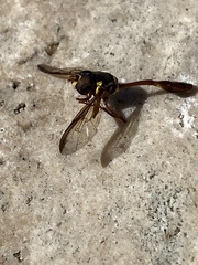 Salpingogaster punctifrons