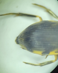 Berosus hoplites