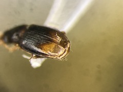 Mioptachys flavicauda