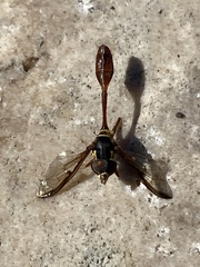 Salpingogaster punctifrons