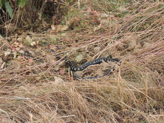 Thamnophis sirtalis concinnus
