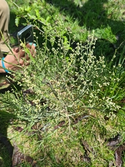 Baccharis articulata