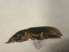 Mioptachys flavicauda