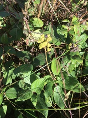Ceanothus americanus