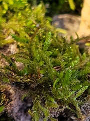 Platygyrium repens