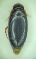 Copelatus distinctus