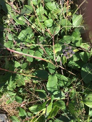 Ceanothus americanus