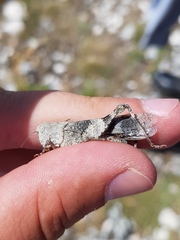 Oedipoda germanica meridionalis
