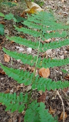 Dryopteris dilatata