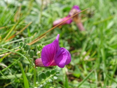 Vicia sativa