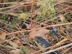 Thamnophis sirtalis concinnus