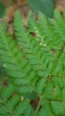 Dryopteris dilatata