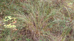 Sporobolus michauxianus