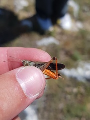 Stenobothrus rubicundulus