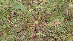 Sporobolus michauxianus