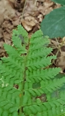 Dryopteris dilatata