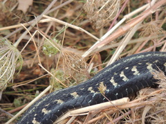 Thamnophis sirtalis concinnus