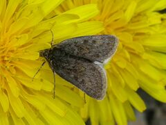 Metaxmeste phrygialis
