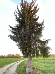 Picea omorika
