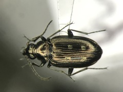 Bembidion punctatostriatum