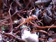 Lasius pallitarsis